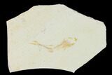 Jurassic Fossil Fish (Orthogoniklethrus) - Solnhofen Limestone #139368-1